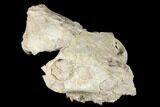 Fossil Oreodont (Merycoidodon) Skull - Wyoming #174374-1